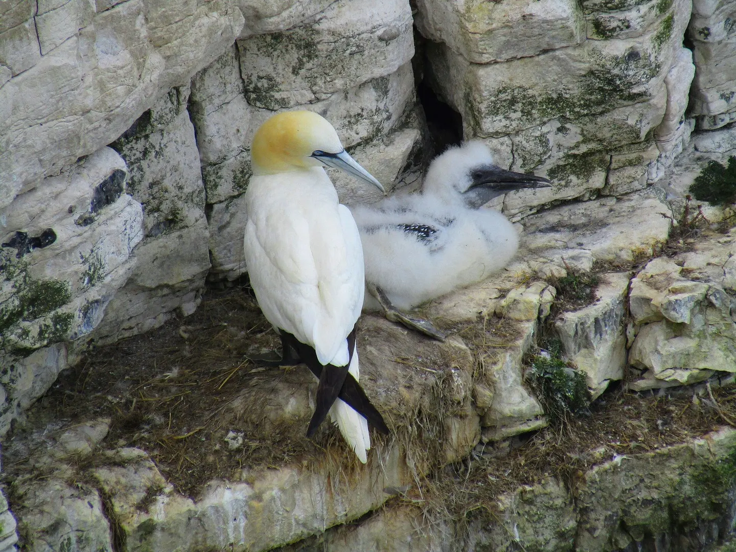 Photo: Bempton Cliffs, a viewpoint near Flamborough, East Riding of Yorkshire, northern England.