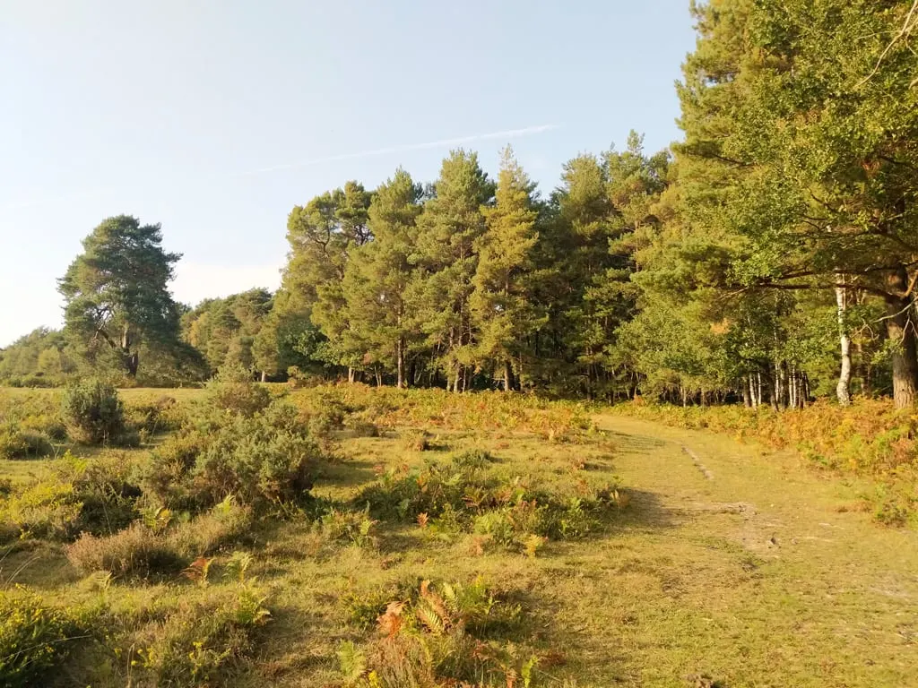 Photo of Ashdown Forest, a Site of Special Scientific Interest near Forest Row in the High Weald, East Sussex, south east England.