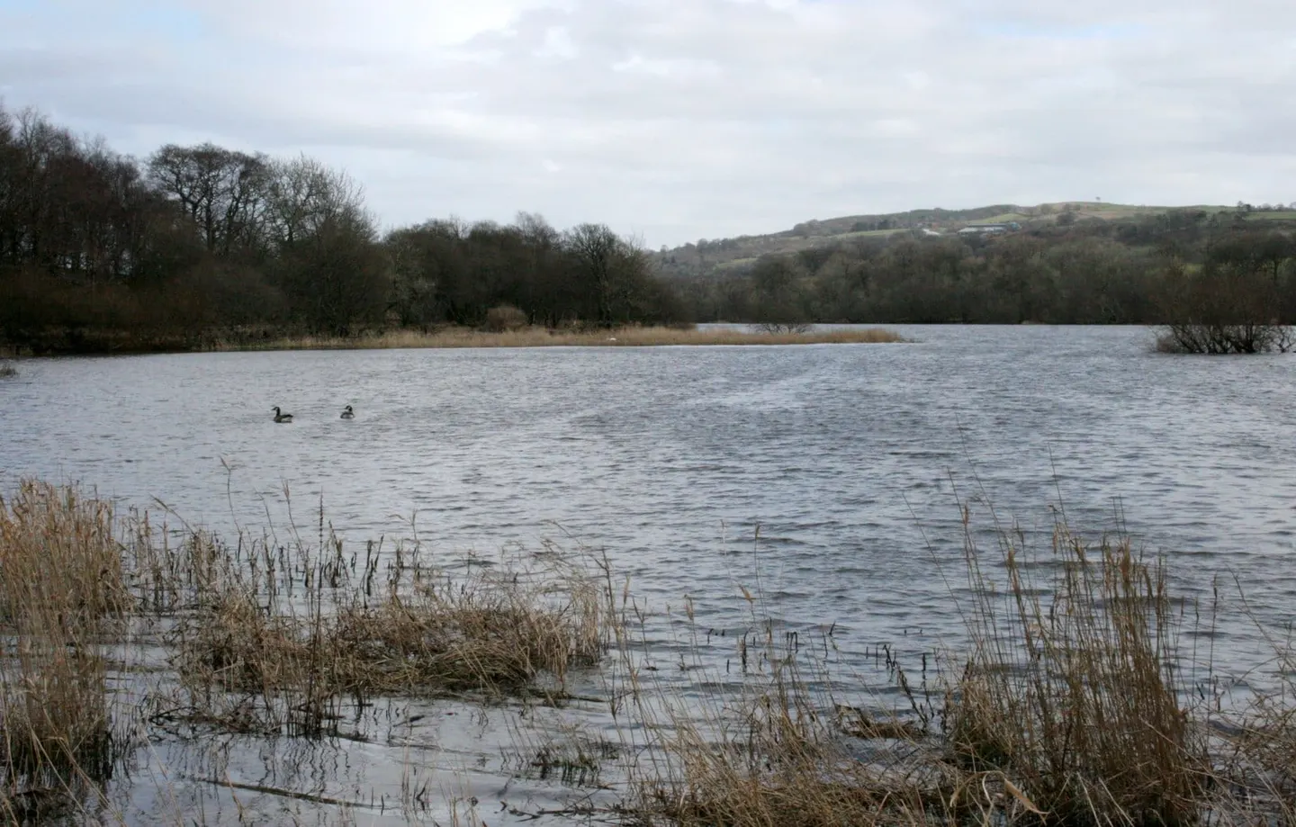 Photo of Castle Semple Loch, a loch near Lochwinnoch, Renfrewshire, central Scotland.