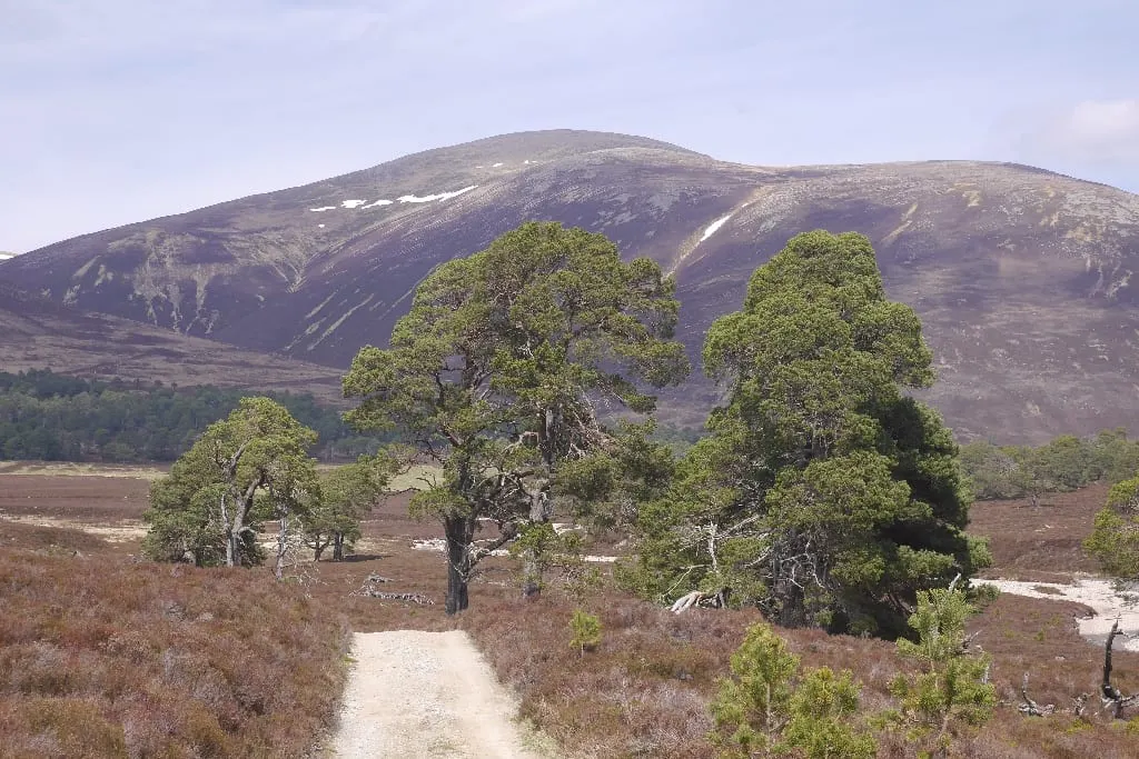 Photo: Beinn a' Bhuird, a 1,196m Munro near Braemar in the Cairngorms, Moray, the Scottish Highlands and Islands.