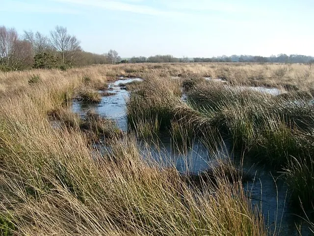 Photo of Drumburgh Moss, a National Nature Reserve near Annan, Cumbria, north west England.