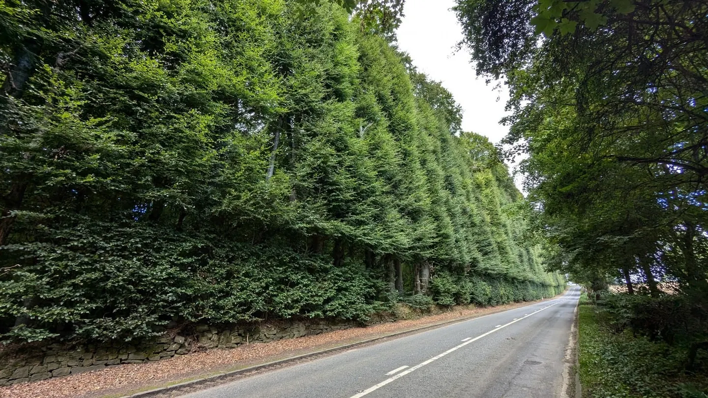 Photo of Meikleour Beech Hedge, a visitor attraction near Coupar Angus, Perth and Kinross, central Scotland.