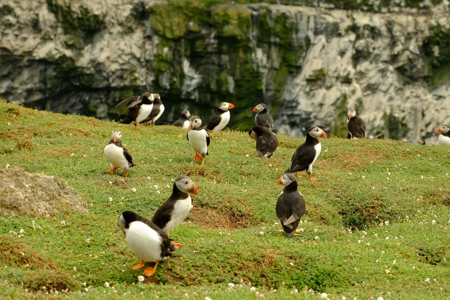 Photo of Skomer Island, an island in Pembrokeshire, south west Wales.