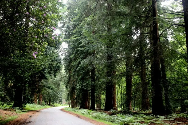 Photo of Blackwater Arboretum, a landmark near Brockenhurst in the New Forest, Hampshire, south east England.