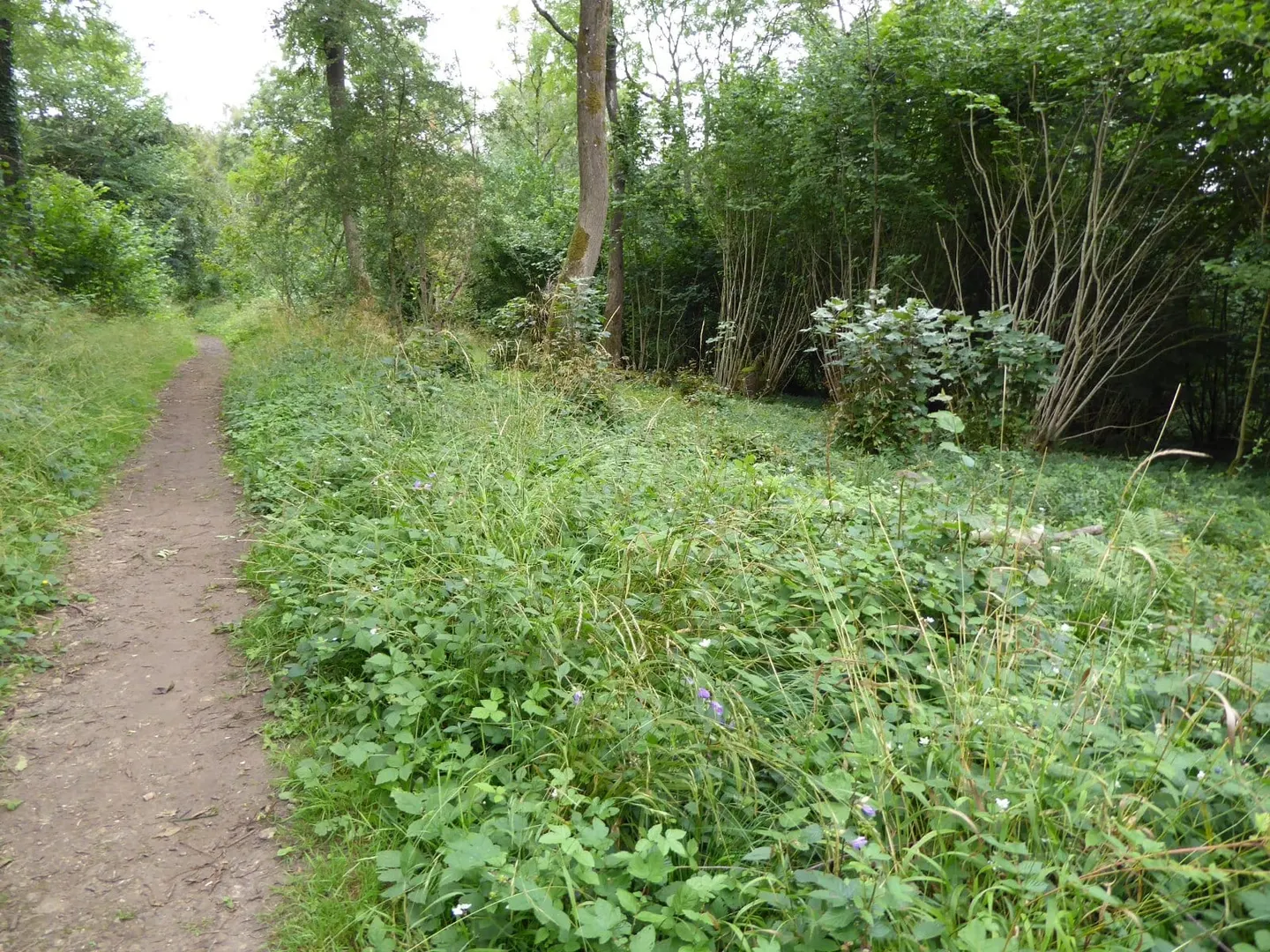 Photo of Littleworth Wood, a nature reserve near Snowshill in the Cotswolds, Gloucestershire, south west England.