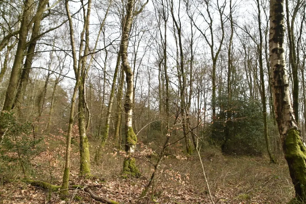 Photo of Little Kings Wood, a nature reserve near Gomshall, Surrey, south east England.