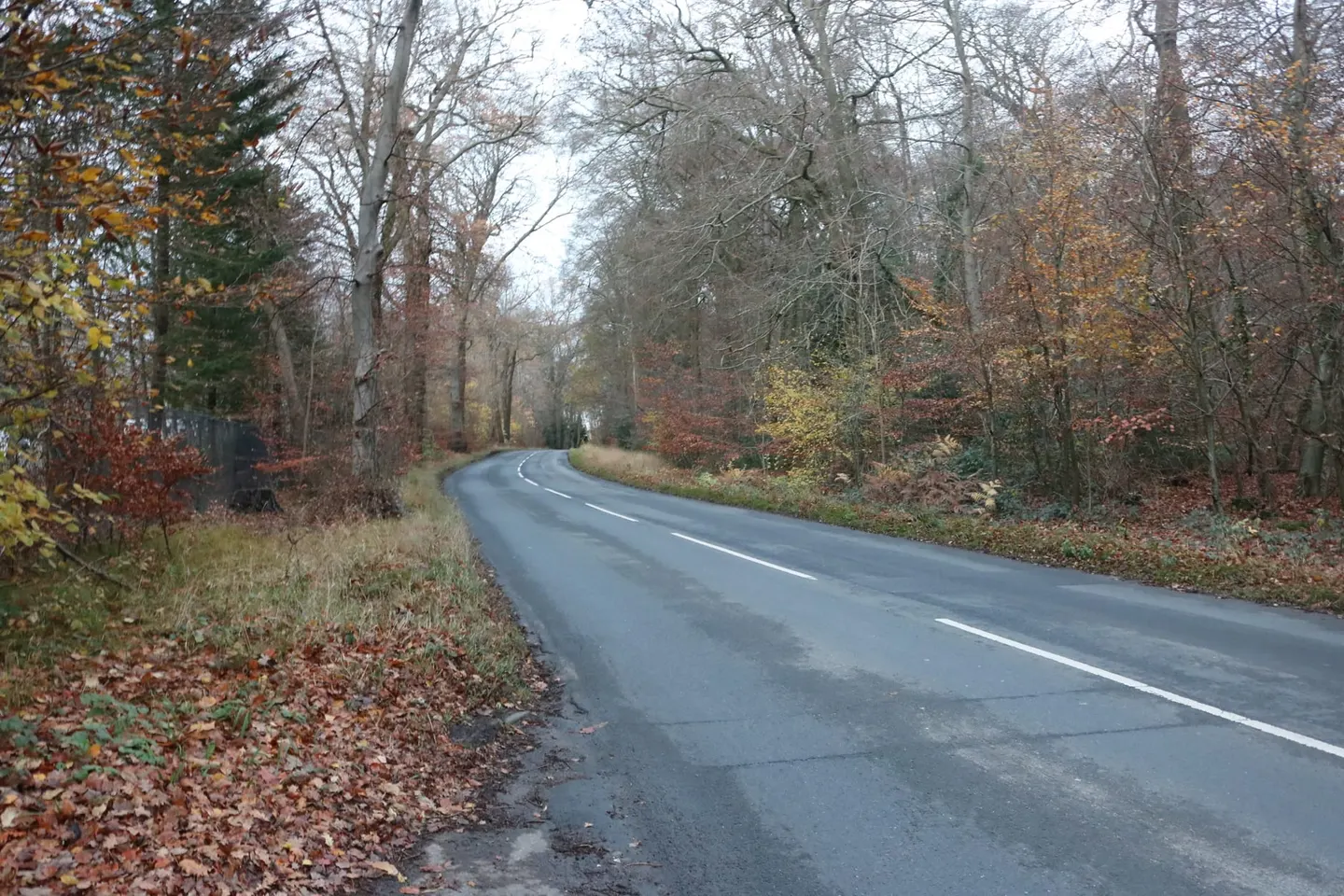 Photo of Bradenham Woods, Park Wood & The Coppice, a Site of Special Scientific Interest in Buckinghamshire, south east England.
