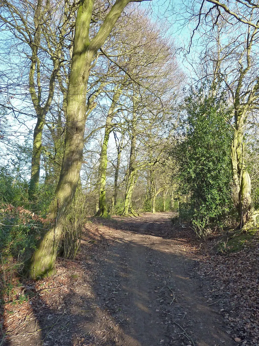 Photo: Pavis Wood, a 244m hill near Tring in the Chilterns, Buckinghamshire, south east England.