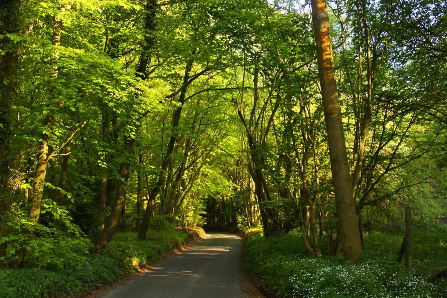 Photo of Swain's Wood, a Site of Special Scientific Interest near Turville in the Chilterns, Buckinghamshire, south east England.