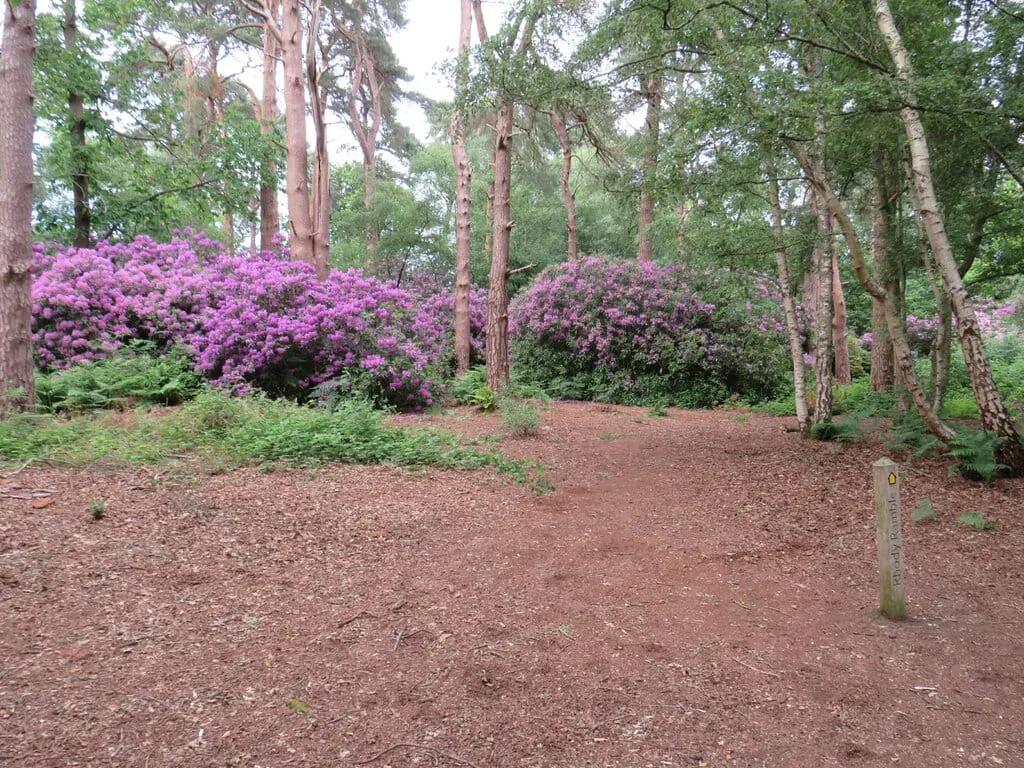 Photo of Abinger Roughs, a country estate near Abinger Hammer, Surrey, south east England.