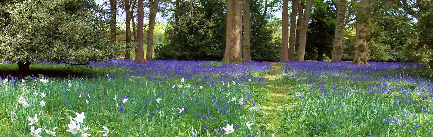 Photo of Winkworth Arboretum, a garden near Hascombe, Surrey, south east England.