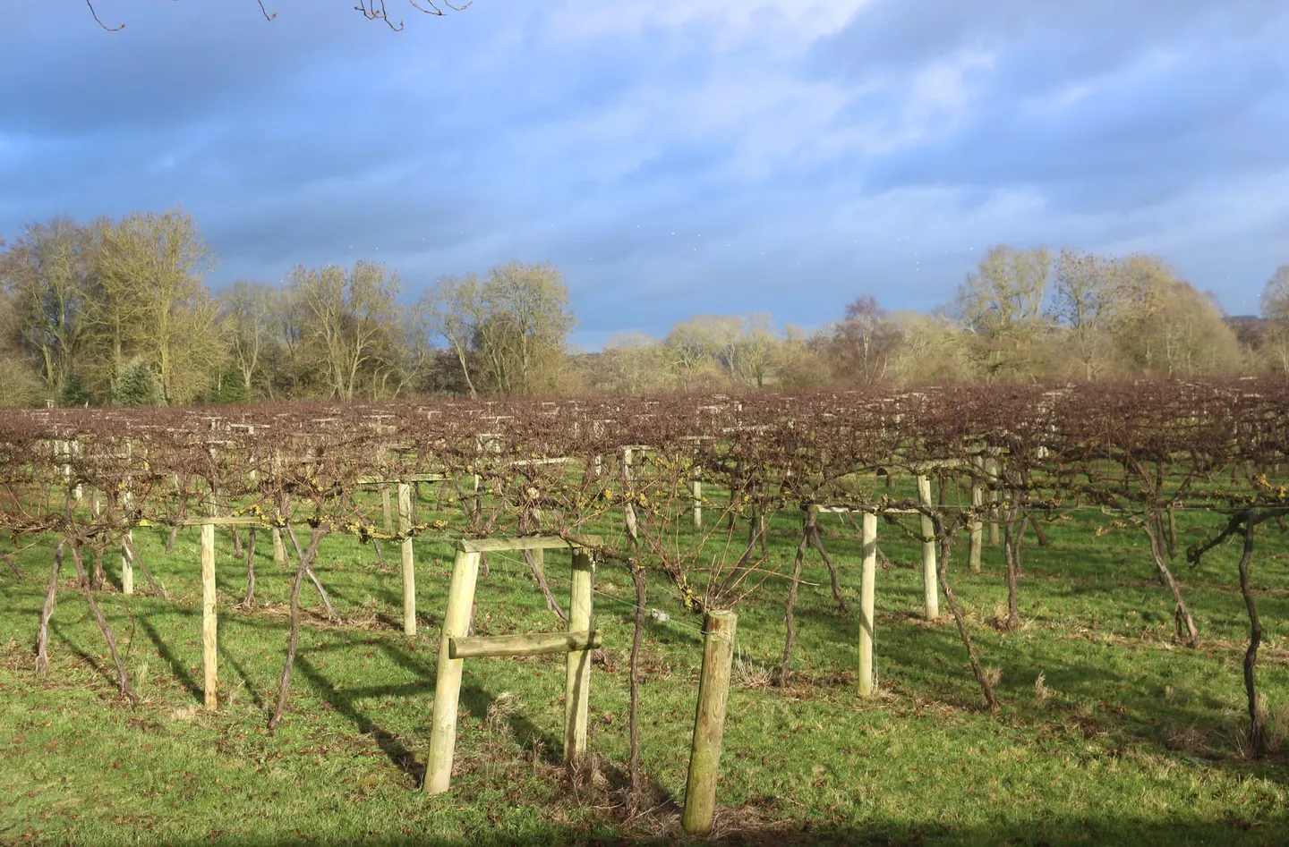 Photo of Brightwell Vineyard, a vineyard near Brightwell-cum-Sotwell in the North Wessex Downs, Oxfordshire, south east England.