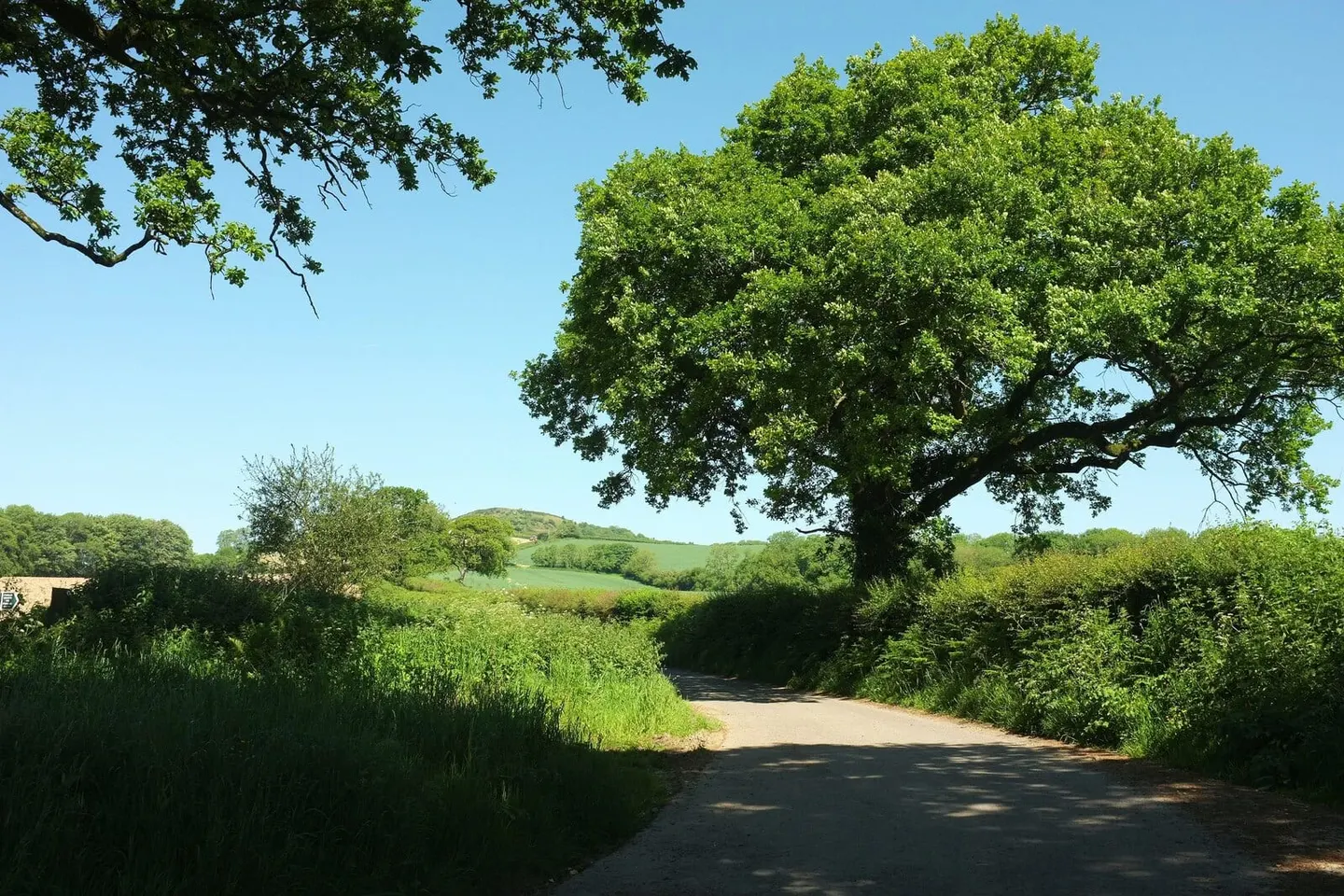 Photo along the Jubilee Trail, a 90-mile long-distance path running from Forde Abbey to Bokerley Dyke, south west England.