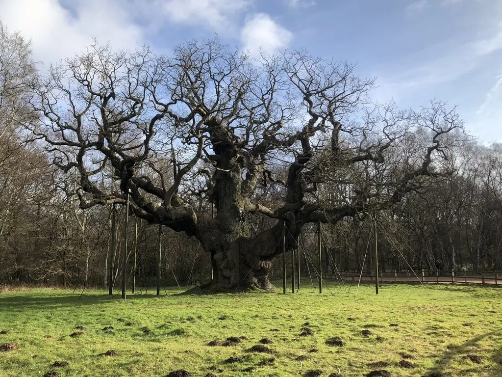 Photo of The Major Oak, a landmark near Edwinstowe, Nottinghamshire, central England.