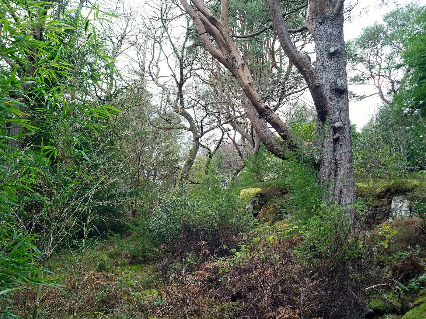 Photo of Lochalsh Woodland Garden, a garden near Balmacara, Highland, the Scottish Highlands and Islands.