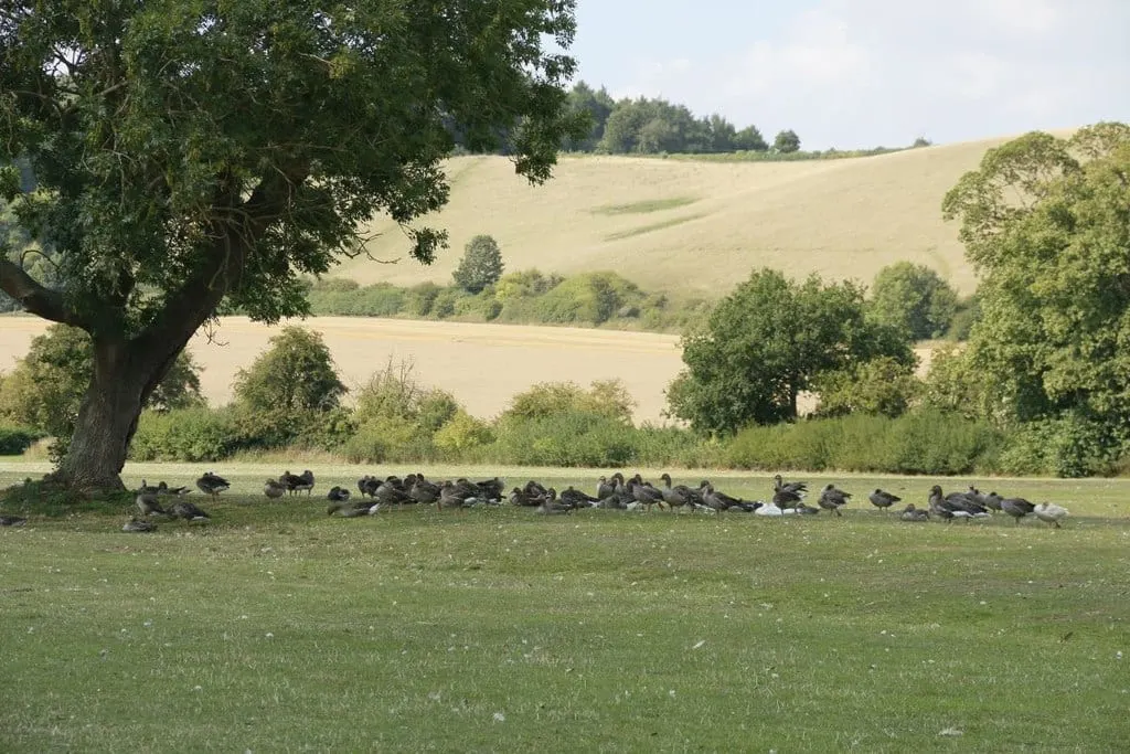 Photo of Mapledurham Country Park, a country park near Pangbourne in the Chilterns, Oxfordshire, south east England.