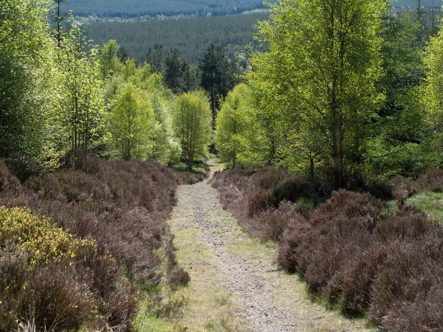 Photo: Hamsterley Forest, a viewpoint near Eggleston, County Durham, north east England.