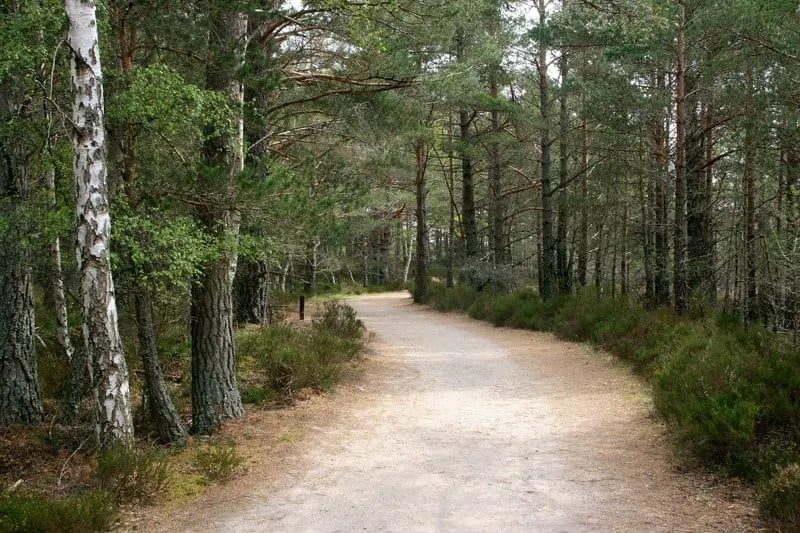 Photo of Abernethy, a National Nature Reserve near Nethy Bridge in the Cairngorms, Highland, the Scottish Highlands and Islands.
