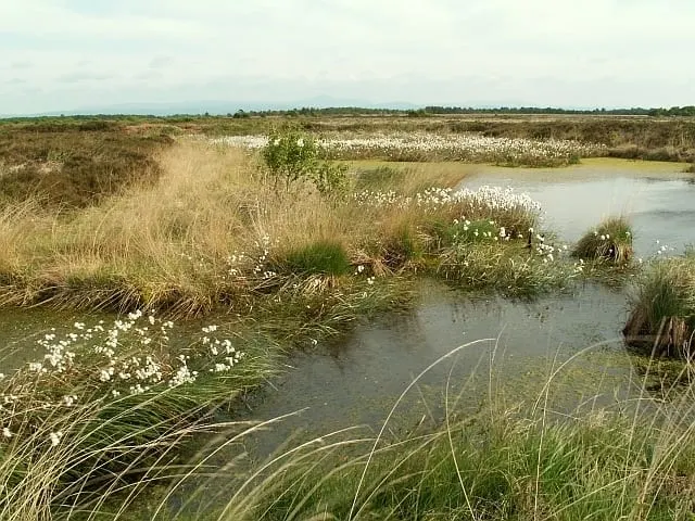 Photo of Bowness Common, a Site of Special Scientific Interest near Annan in the Solway Coast, Cumbria, north west England.