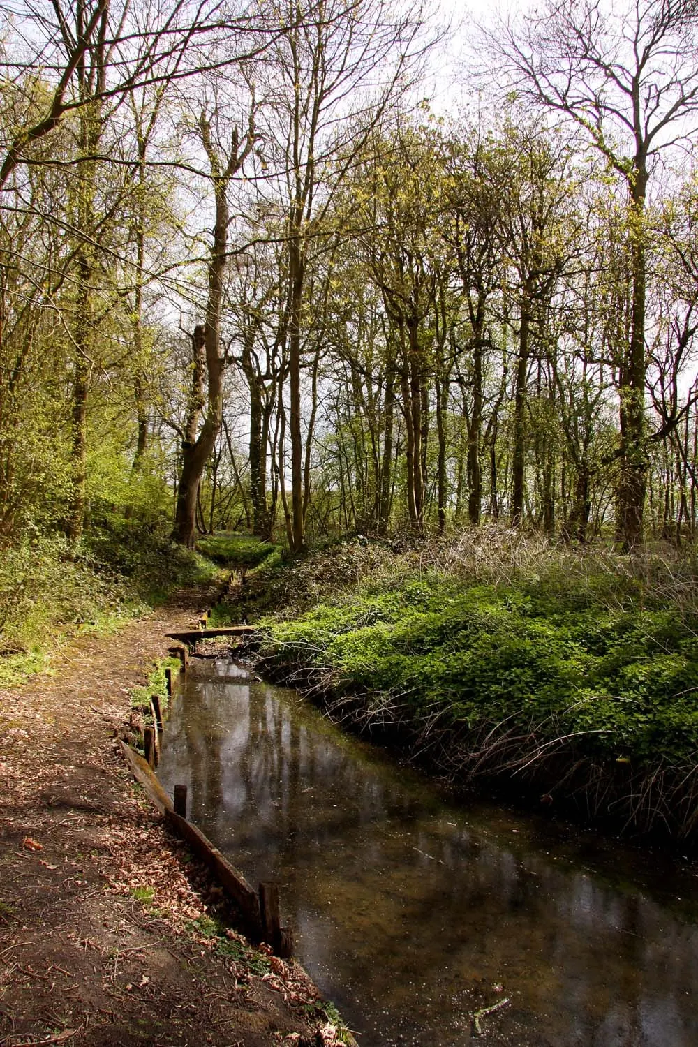 Photo of Boarstall Duck Decoy, a nature reserve near Brill, Buckinghamshire, south east England.