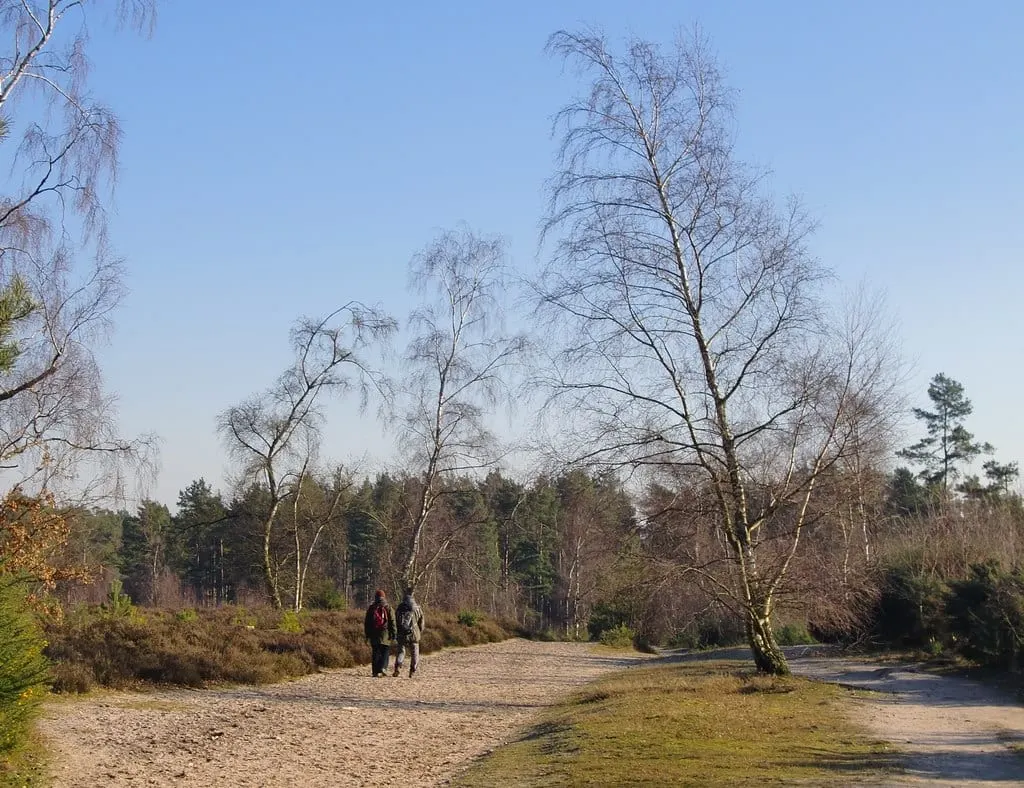 Photo of Blackheath, a Site of Special Scientific Interest near Albury, Surrey, south east England.