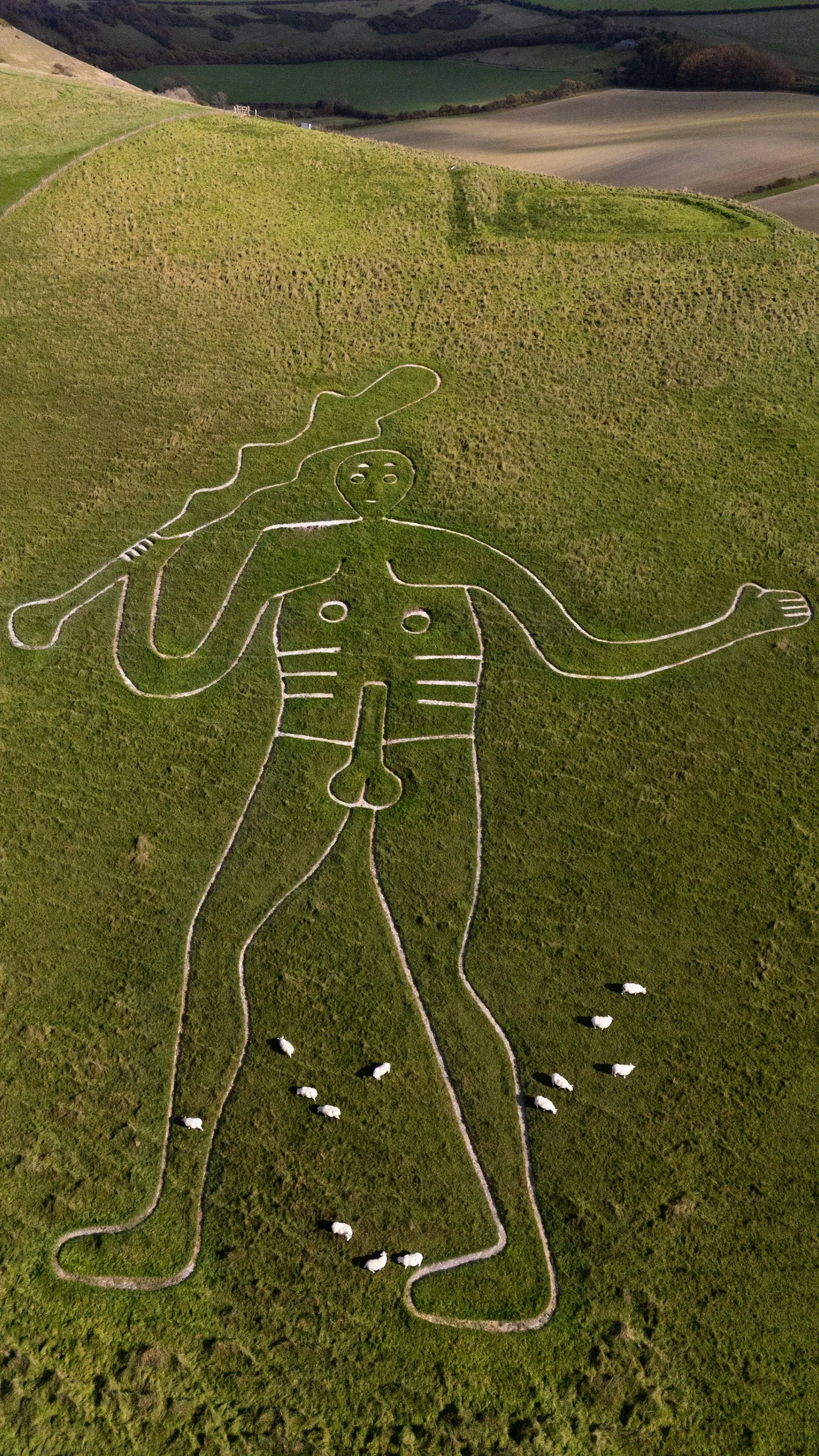 Photo of Cerne Abbas Giant, Dorset — the Giant from the air, with sheep grazing the hillside.