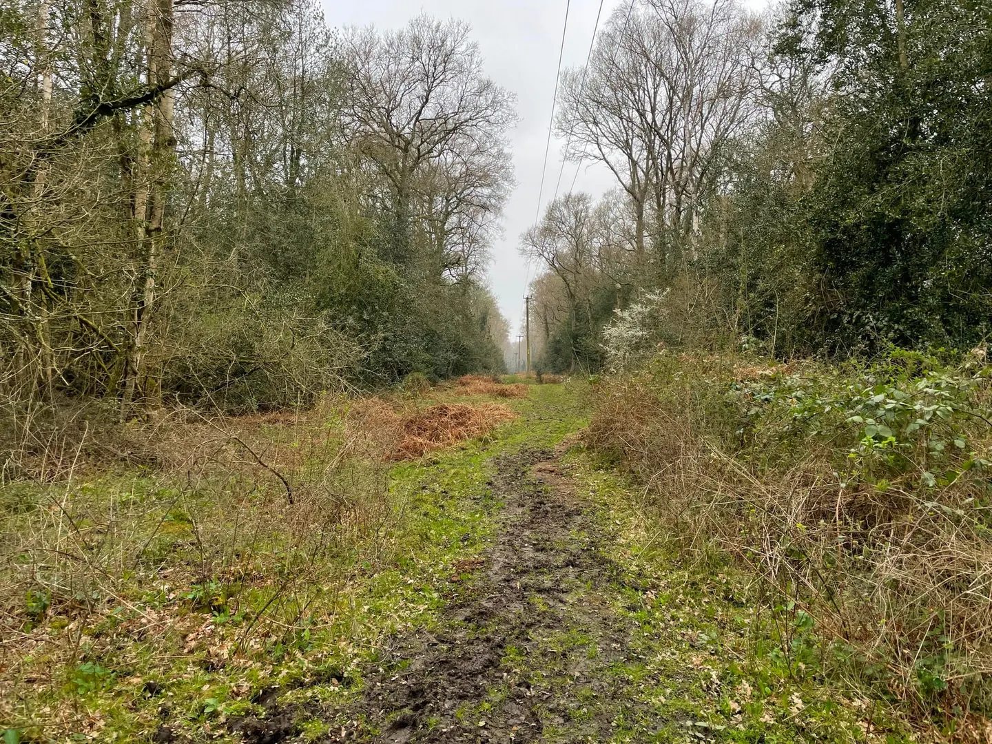 Photo of Hook Common and Bartley Heath, a Site of Special Scientific Interest near North Warnborough, Hampshire, south east England.