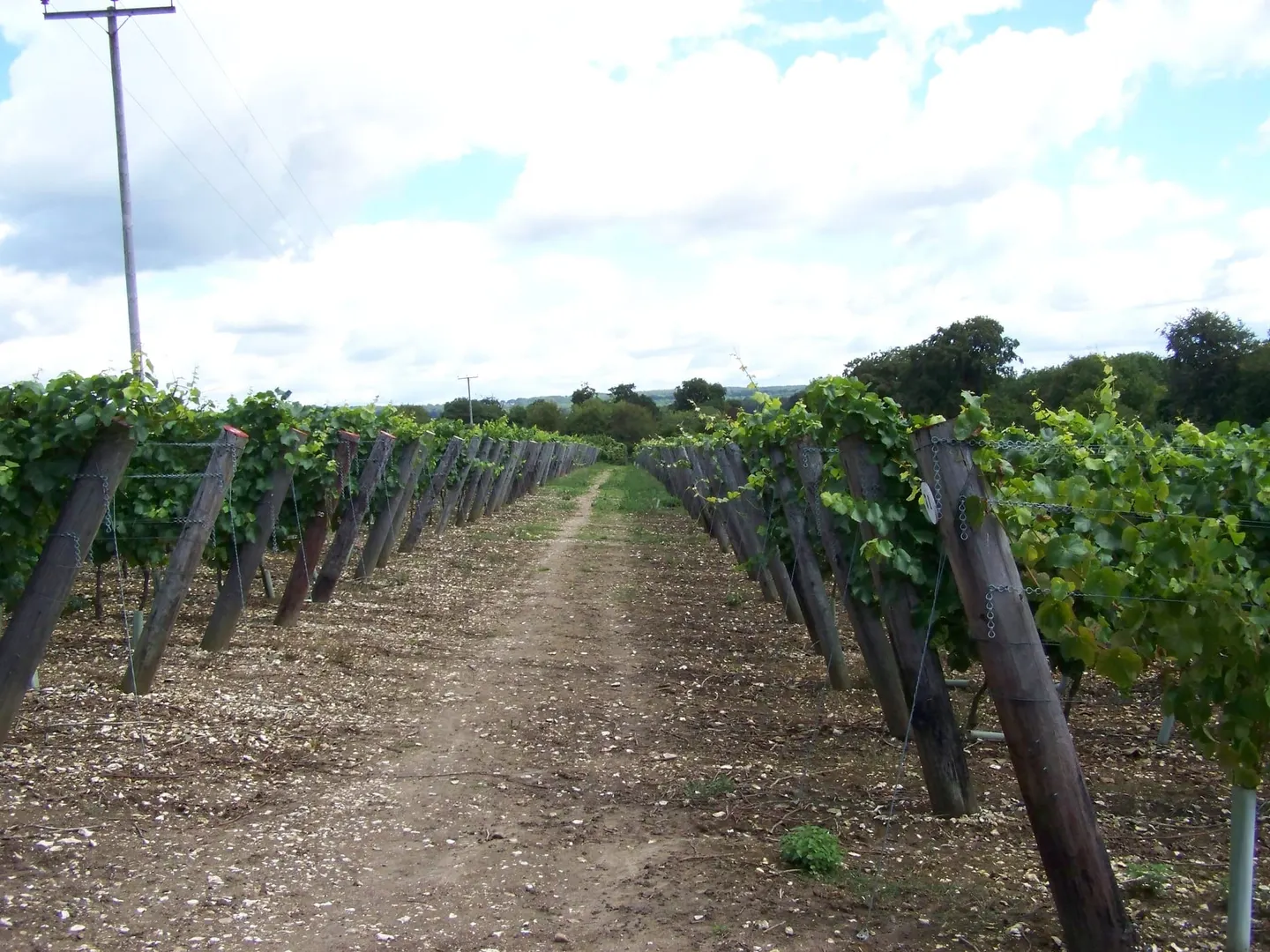 Photo of Hambledon Vineyard, a vineyard in the South Downs, Hampshire, south east England.