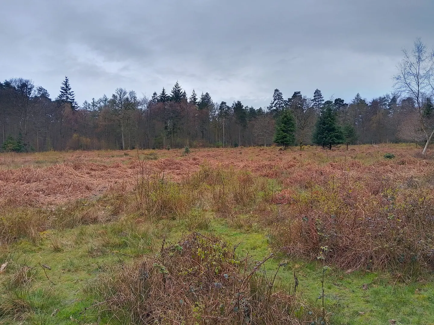 Photo of The Chase, Woolton Hill, a nature reserve near Newbury in the North Wessex Downs, Hampshire, south east England.