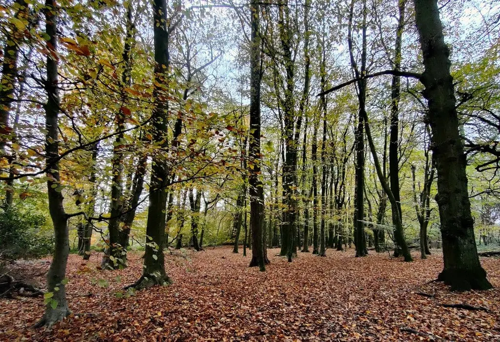 Photo of Lickey Hills Country Park, a country park near Barnt Green, Worcestershire, central England.