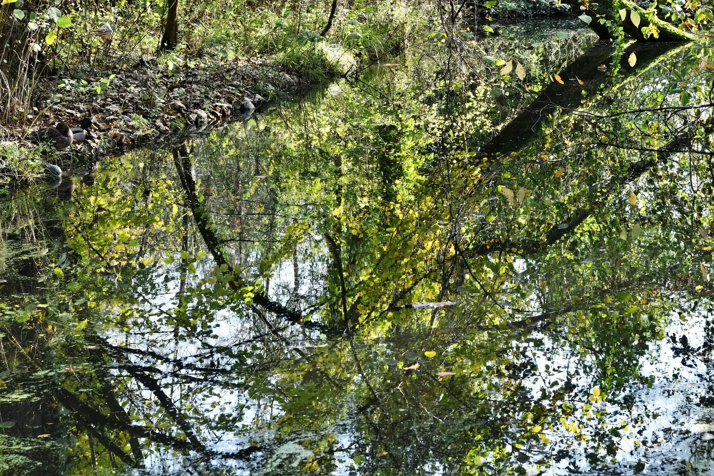 Photo of Fairhaven Woodland and Water Garden, a garden near South Walsham in the Broads, Norfolk, eastern England.