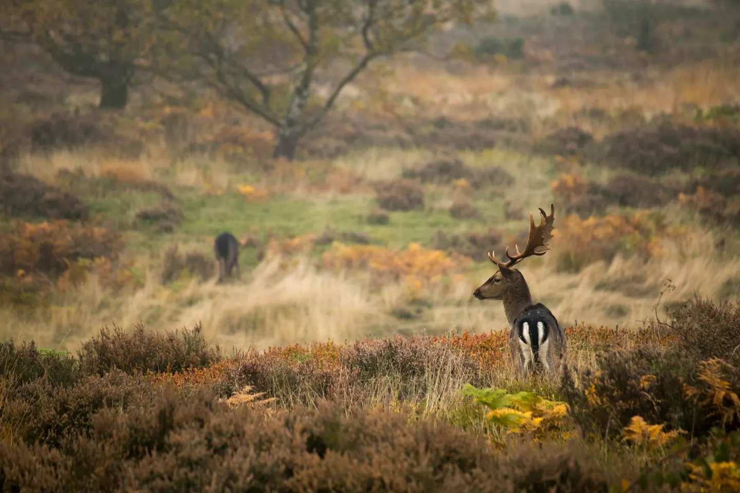 Photo of Cannock Chase, a National Landscape in Staffordshire, central England.