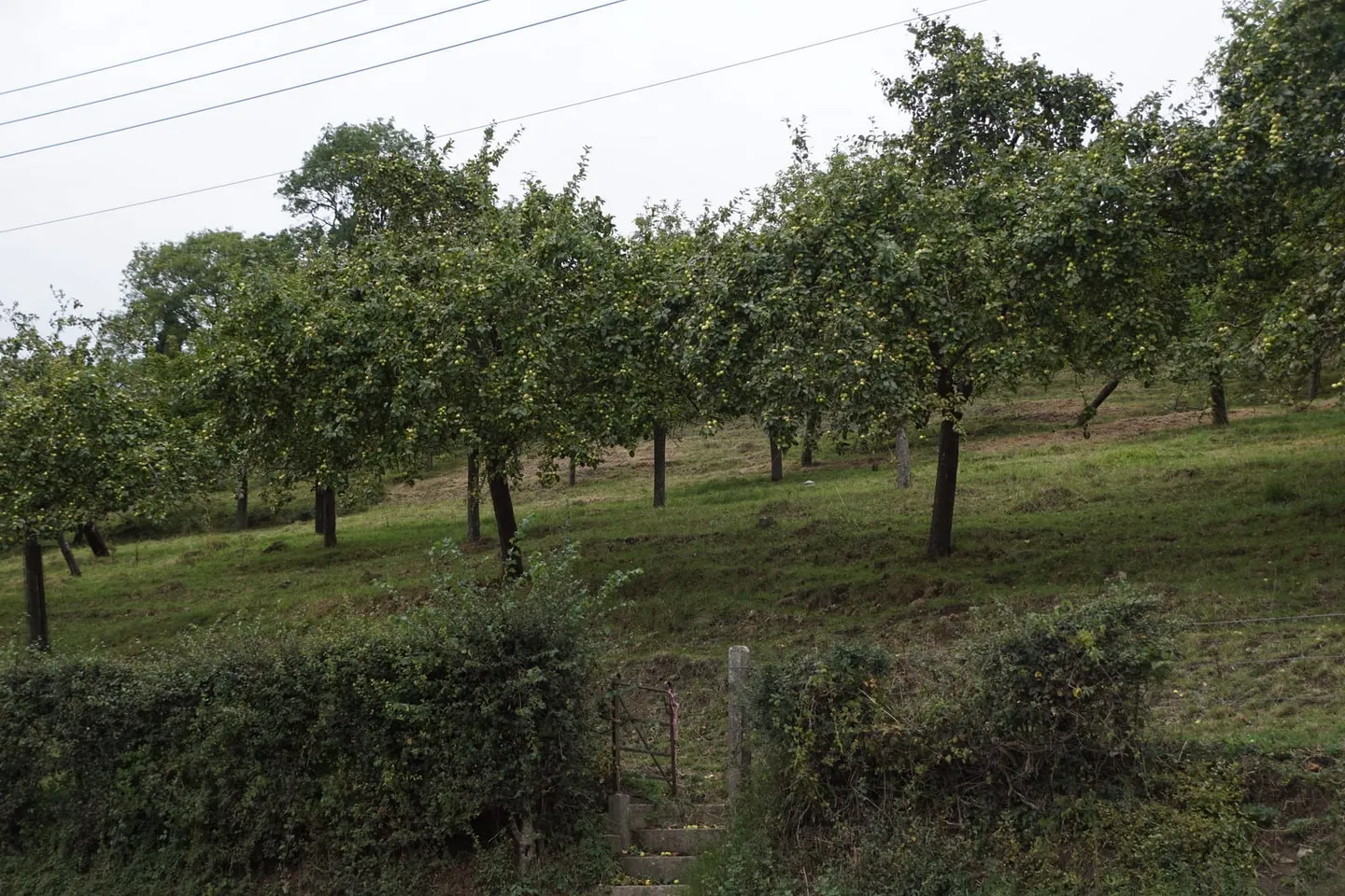 Photo of Wilkins Cider, a farm & farm shop near Wedmore, Somerset, south west England.