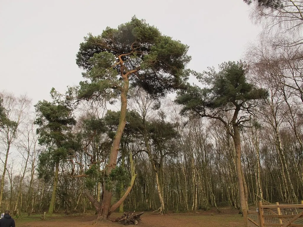Photo of Brereton Heath Country Park, a country park near Astbury, Cheshire, north west England.