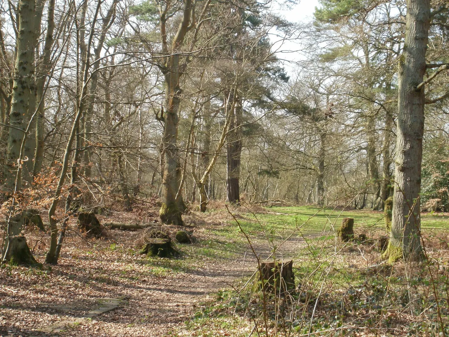 Photo of Hodgemoor Wood, a Site of Special Scientific Interest near Chalfont St Giles in the Chilterns, Buckinghamshire, south east England.
