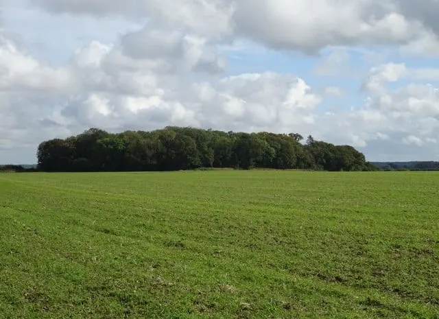 Photo of Bale Oaks and Bullfer Grove, a nature reserve near Holt, Norfolk, eastern England.