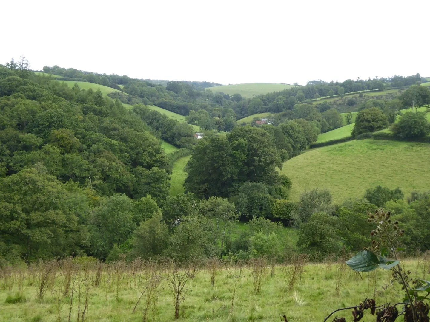 Photo of Buzzards, a nature reserve near Bampton (Bampton), Devon, south west England.