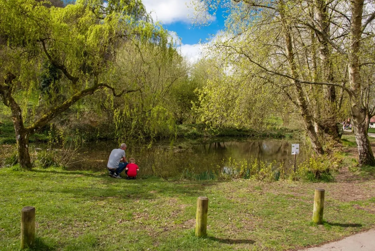 Photo of Ninesprings, Yeovil Country Park, a garden in Somerset, south west England.