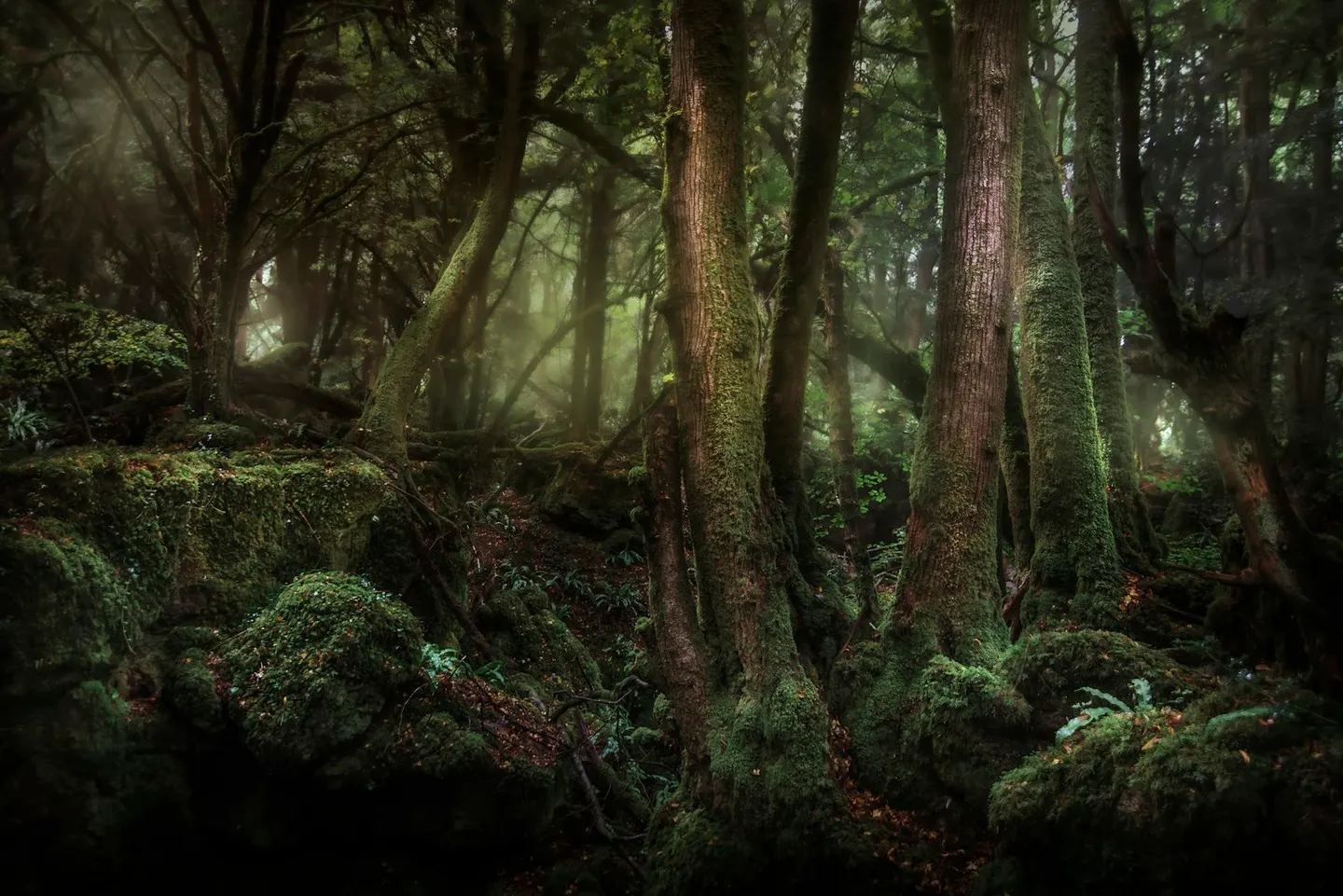 Photo of Puzzlewood, a visitor attraction near Newland, Gloucestershire, south west England.