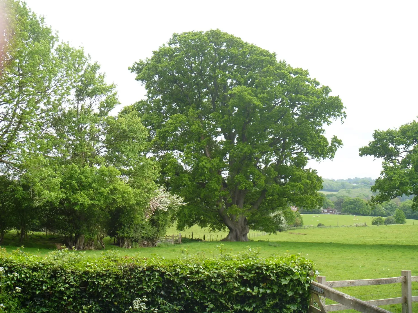 Photo of Northiam, a Site of Special Scientific Interest near Ewhurst Green in the High Weald, East Sussex, south east England.
