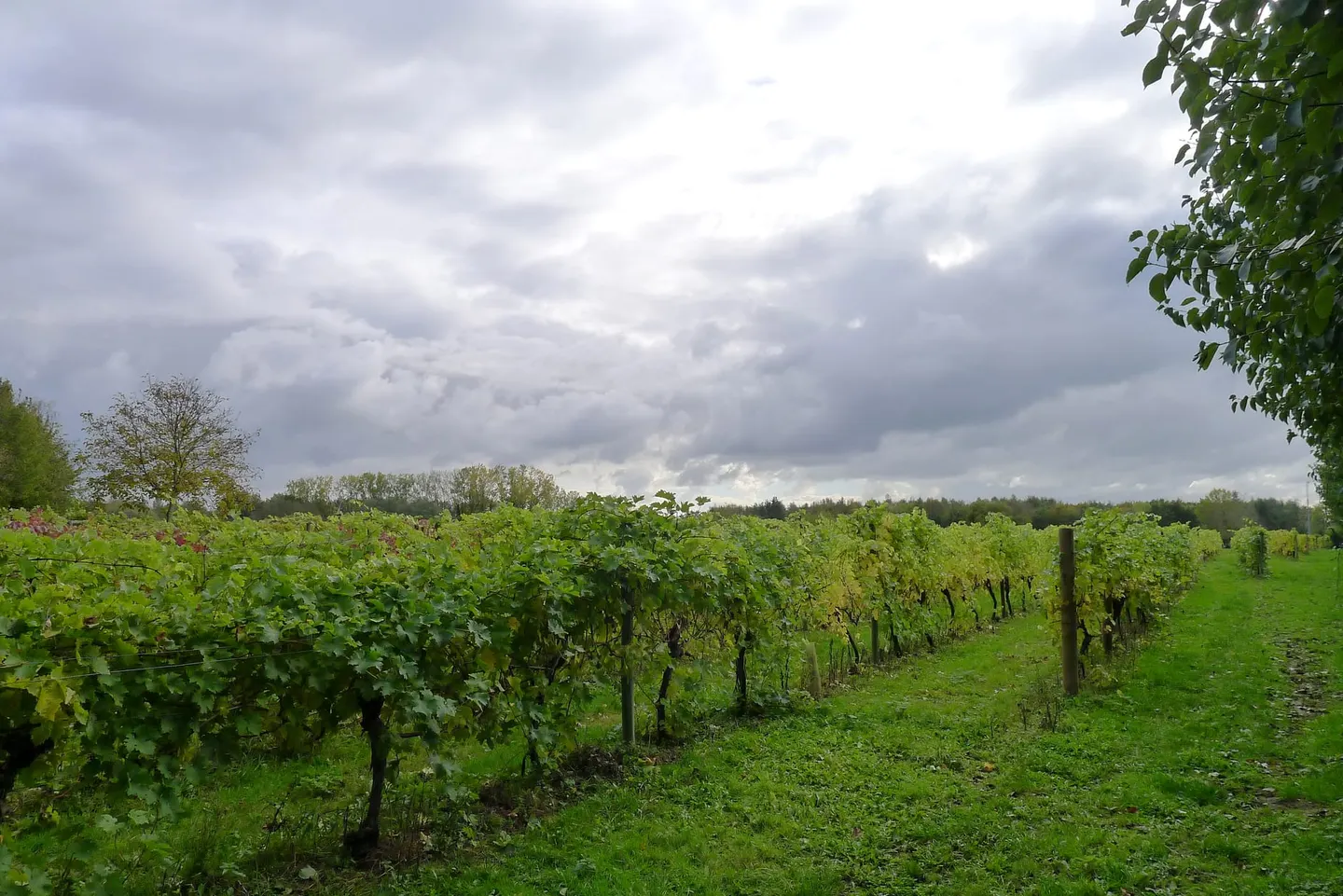 Photo of Dedham Vale Vineyard, a vineyard in Essex, eastern England.