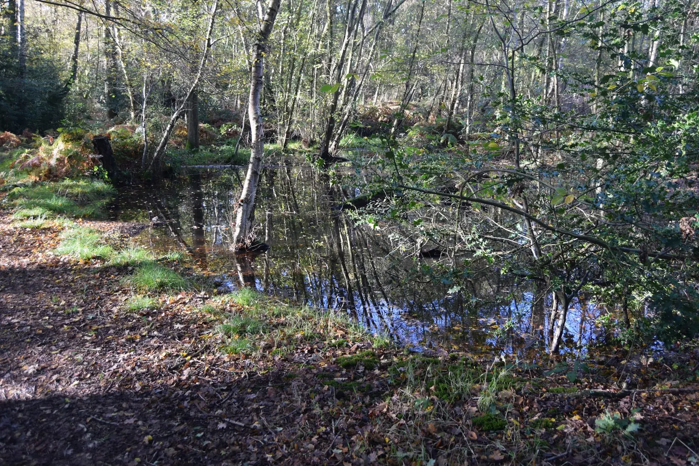 Photo of Danbury Common, a Site of Special Scientific Interest near Chelmsford, Essex, eastern England.