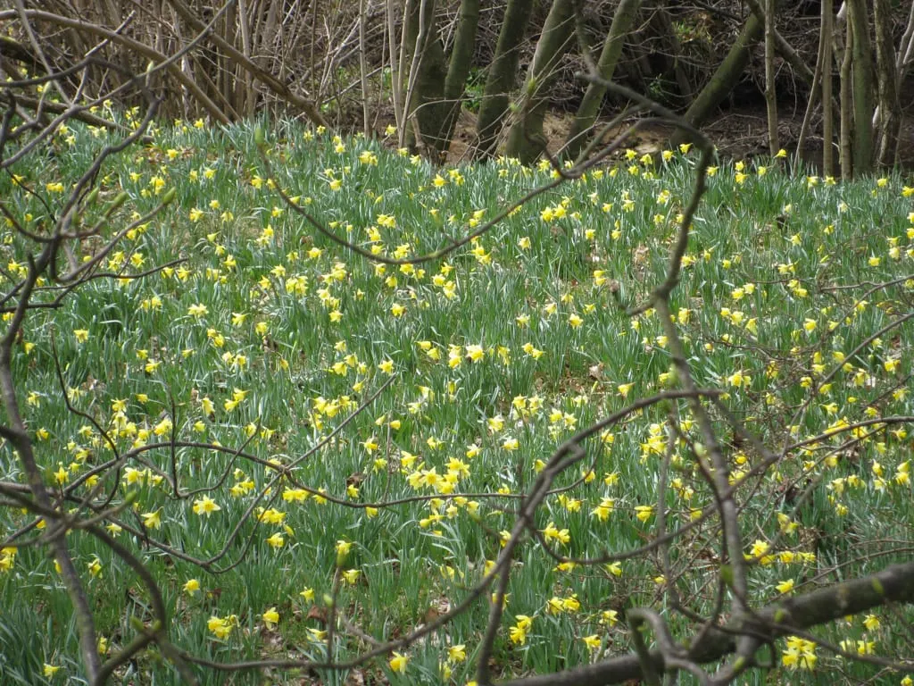 Photo of Farndale Daffodil Walk, a landmark in the North York Moors, North Yorkshire, northern England.