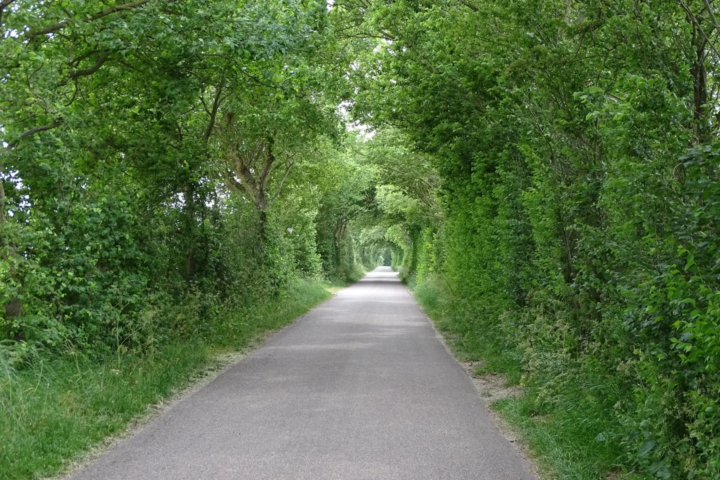 Photo: Halnaker Tree Tunnel, a viewpoint near East Dean (East Dean) in the South Downs, West Sussex, south east England.