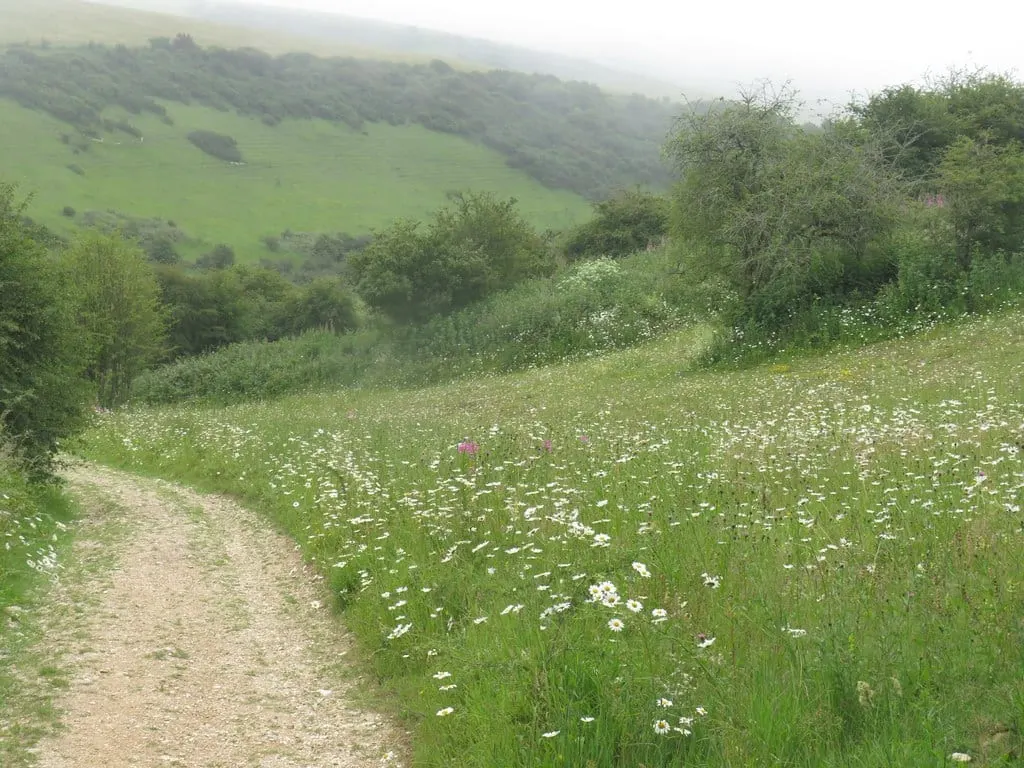 Photo of Castle Hill National Nature Reserve, a National Nature Reserve near Rottingdean, East Sussex, south east England.