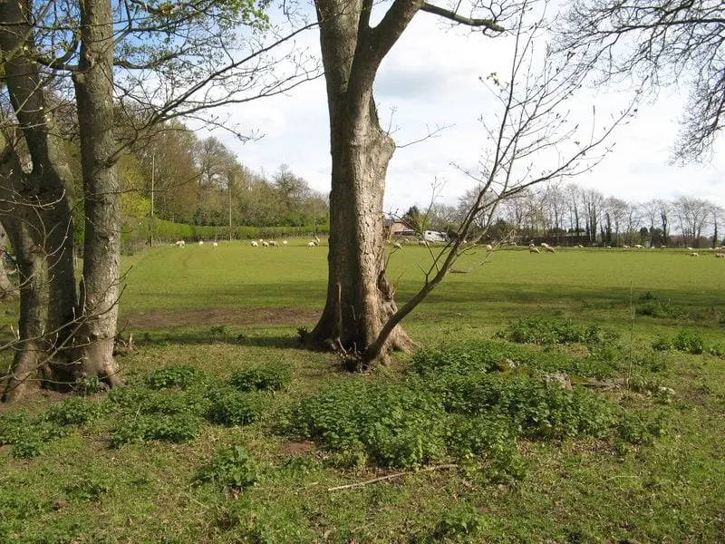 Photo of Burton Mill Woods, a nature reserve in Cheshire, north west England.