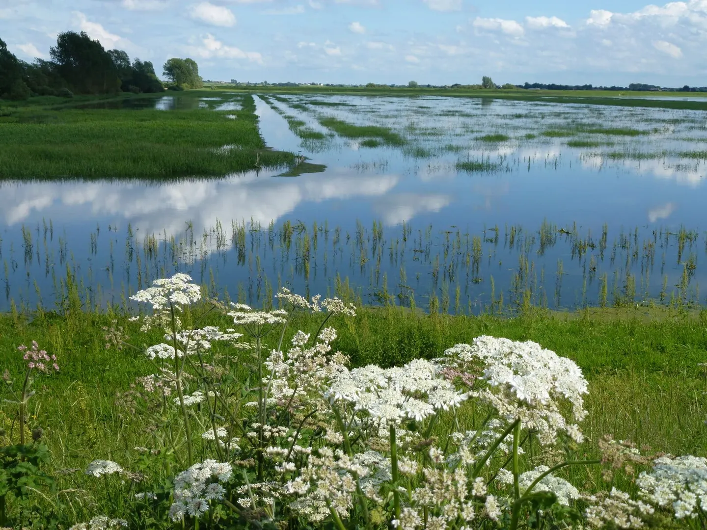 Photo of Ouse Washes, a Site of Special Scientific Interest near Welney, Cambridgeshire, eastern England.