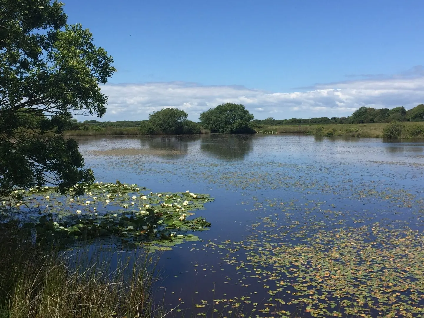 Photo of Broad Pool, a nature reserve near Llanrhidian in Gower, Swansea, south west Wales.