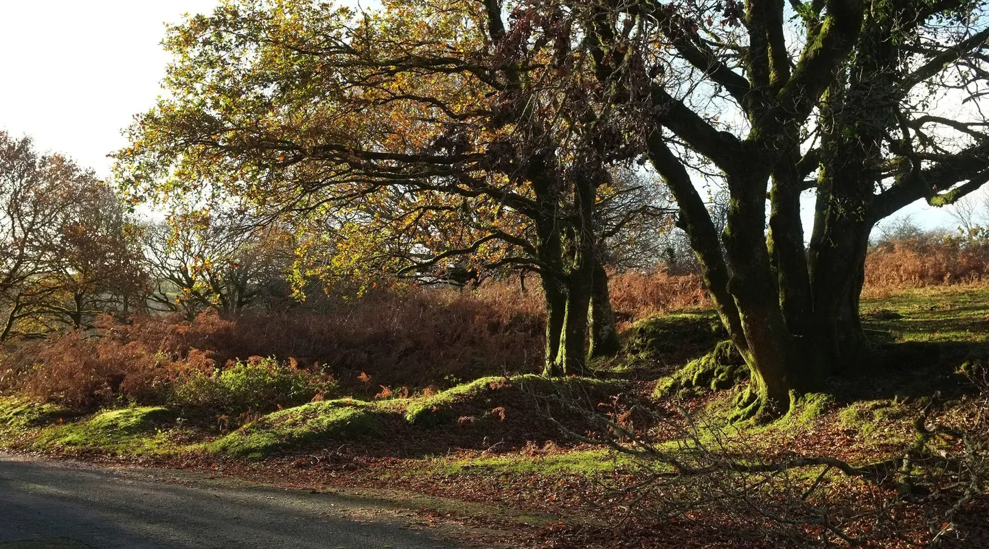 Photo of Holne Woodlands, a Site of Special Scientific Interest near Buckland-in-the-Moor in Dartmoor, Devon, south west England.