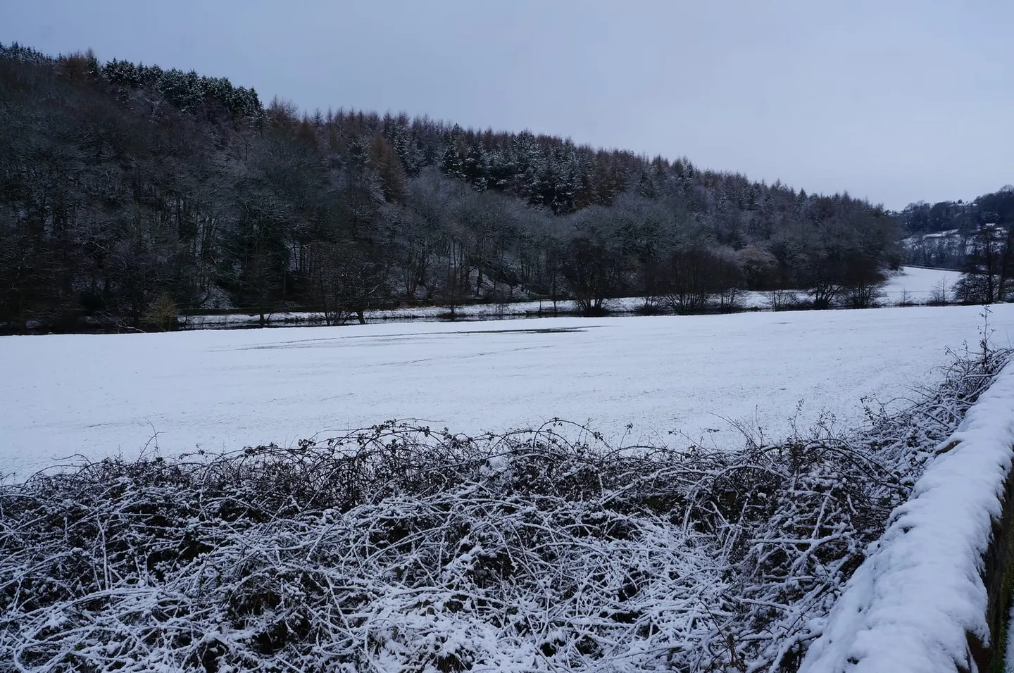 Photo of Shining Cliff Woods, a Site of Special Scientific Interest near Wirksworth, Derbyshire, central England.